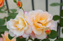 花フェスタ　２０１２−１１