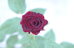 花フェスタ　２０１２−３５