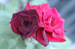 花フェスタ　２０１２−４