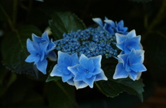 ２０１３　あじさい5