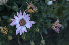 花フェスタ　２０１２−３３