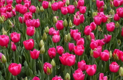 チューリップ　４