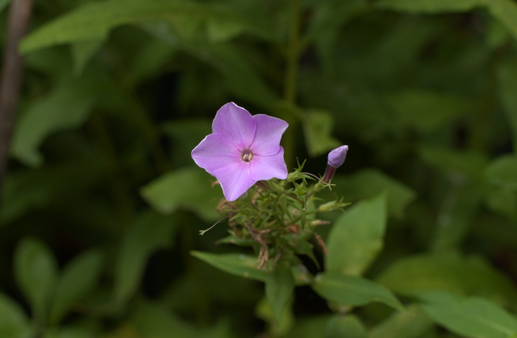 花フェスタ　秋２３