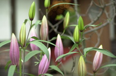 花フェスタ公園１９