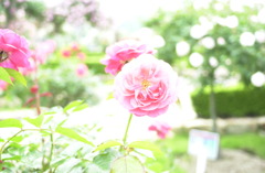 花フェスタ　３８