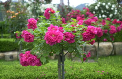 花フェスタ　４１