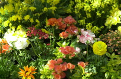 春日井植物園２