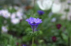 花フェスタ公園５