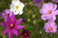 コスモス　１１
