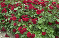 花フェスタ　４７