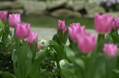 花フェスタ公園１７