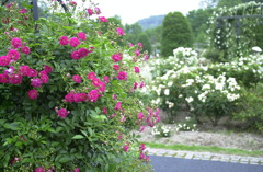 花フェスタ　４３