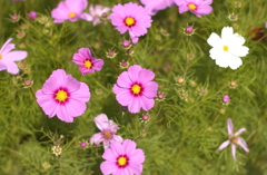 コスモス　７