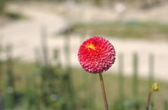 なばなの里　秋１０