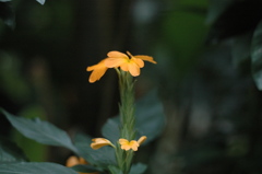 バナナワニ　３３