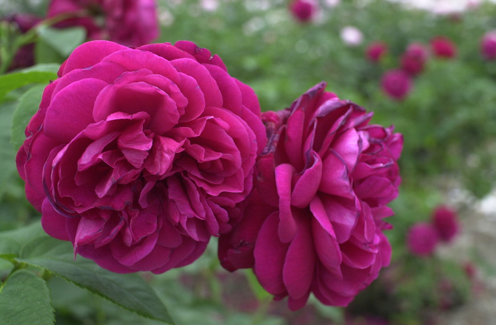 花フェスタ　１５