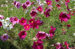 木曽三川公園　８