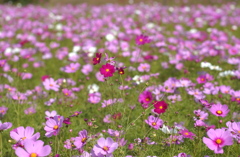 コスモス　１２
