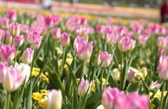 なばなの里　１１