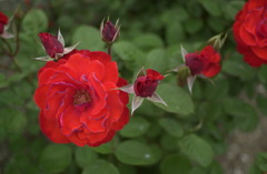 花フェスタ　３１