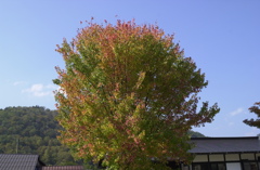白川郷