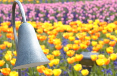 チューリップ　２８