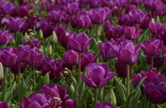 チューリップ　２３