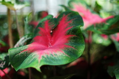 東山植物園１２