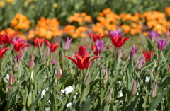 なばなの里　１８