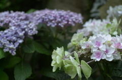 あじさい３