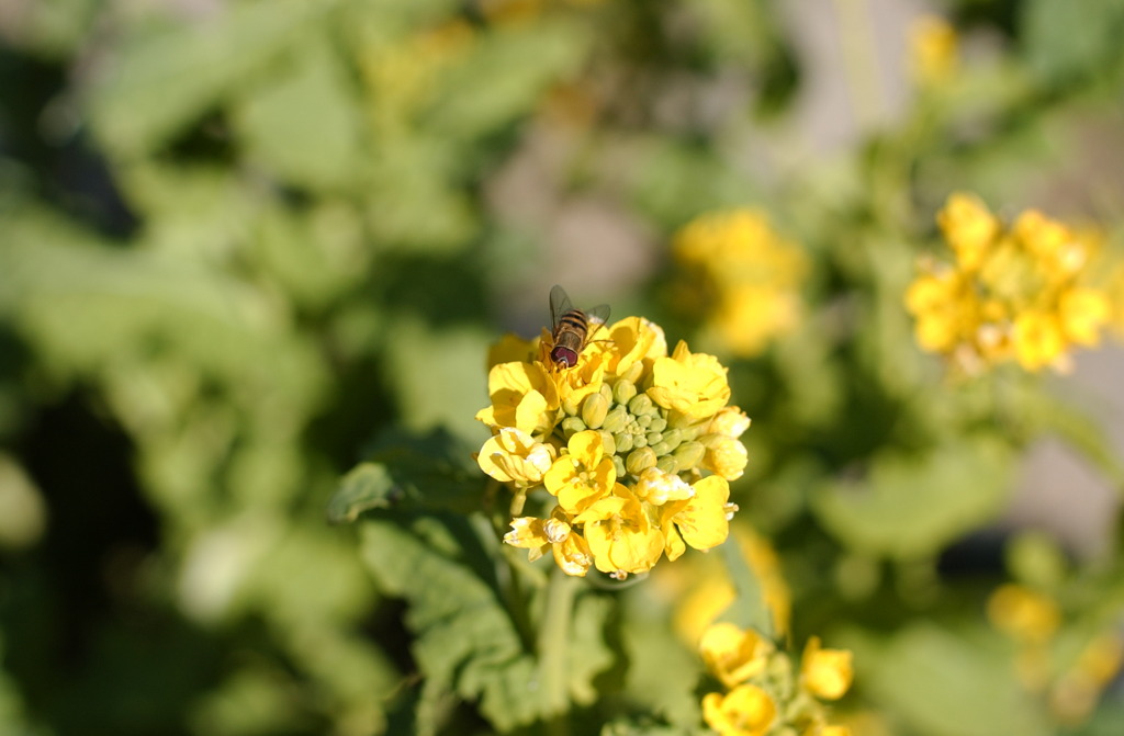 アクアトト　４