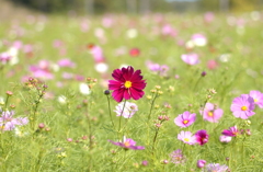 コスモス　５