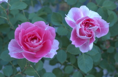 花フェスタ　２０１２−９