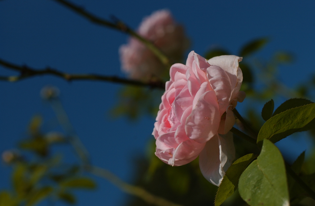 花フェスタ２０１３秋−４