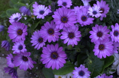 春の花’１３＾ー５