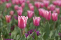 チューリップ　３