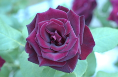 花フェスタ　２０１２−１０