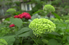 花フェスタ　２０