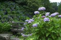 みのかもの森９