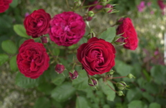 花フェスタ　３５