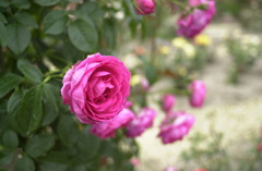 花フェスタ　２７