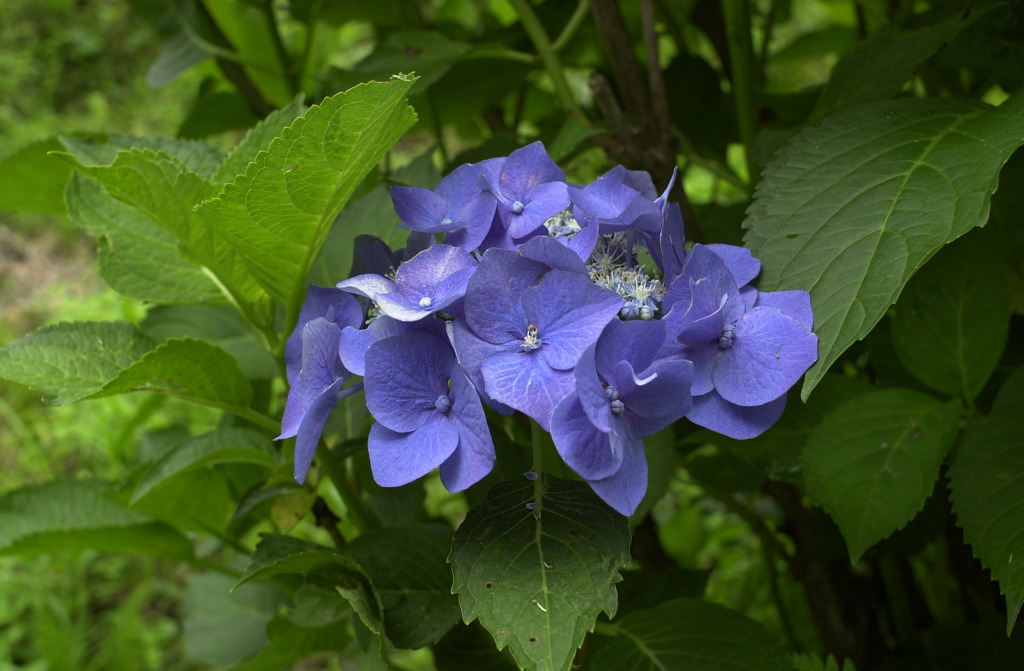みのかもの森１２
