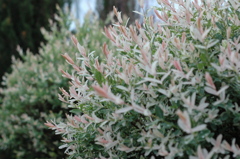 バナナワニ　２７