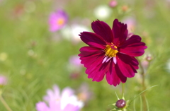 コスモス　２