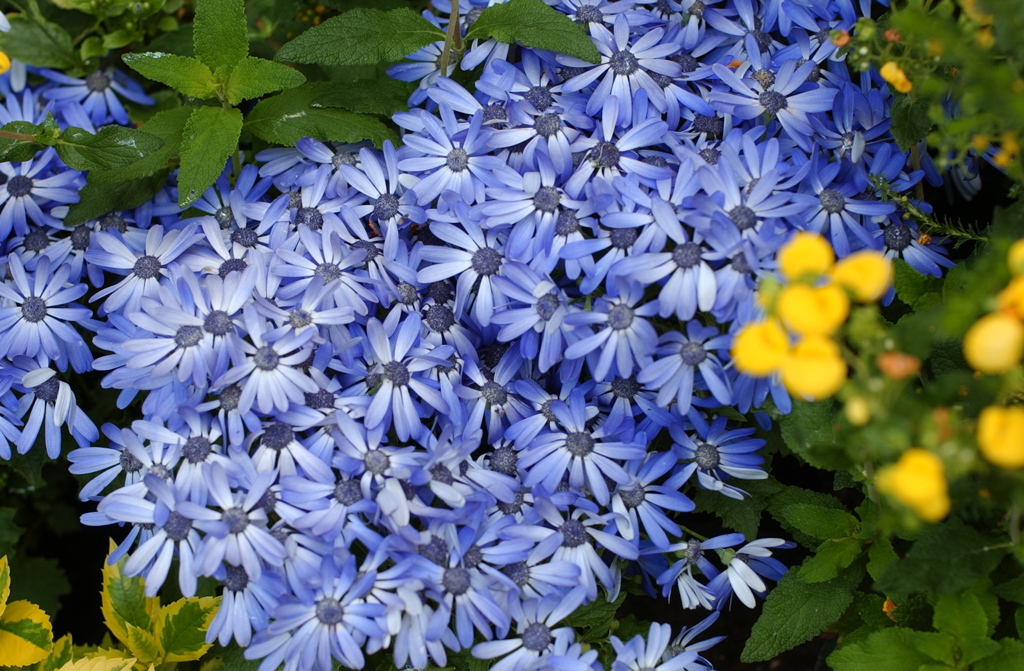 春花　９