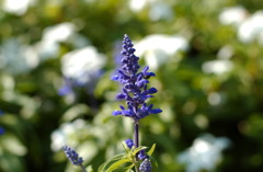 なばなの里　秋１