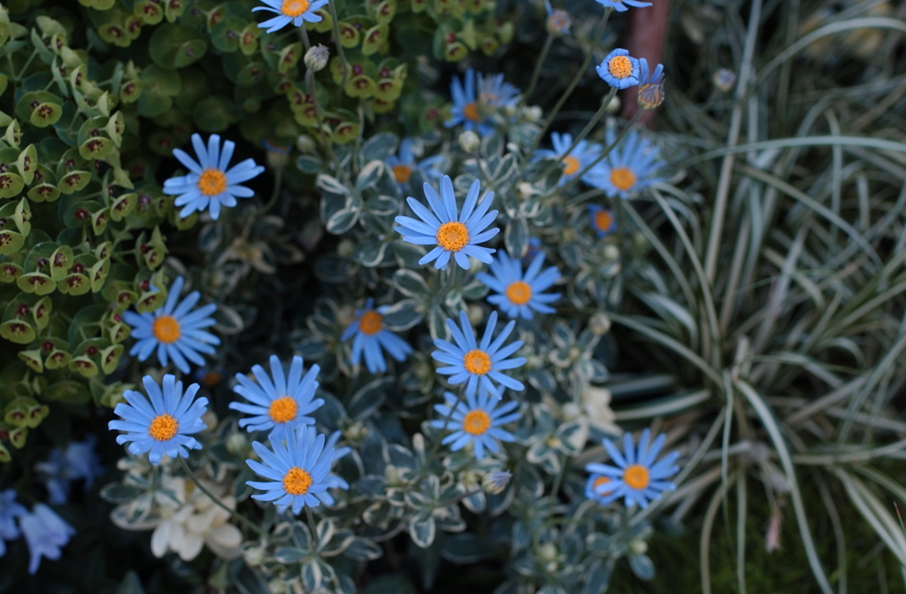 春花　１３
