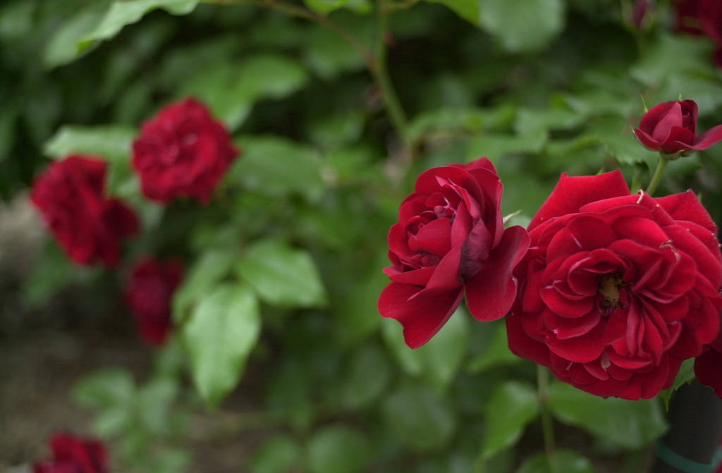 赤い薔薇