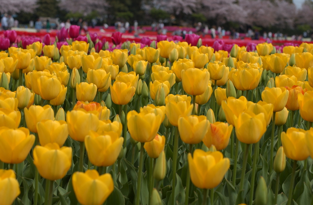 チューリップ　２７