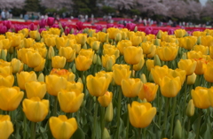 チューリップ　２７